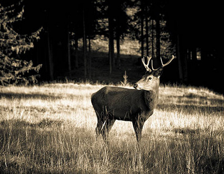 deer-stalking-1