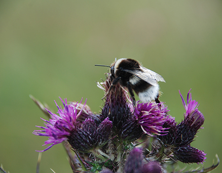 Islay Wildlife Tours