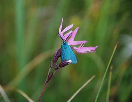 The Forester Moth