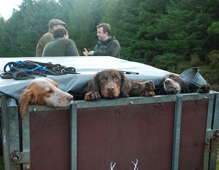 Kennel Service