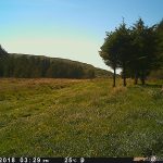 Trail Camera Photos