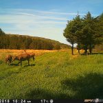 Trail Camera Photos