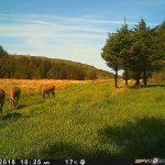 Trail Camera Photos