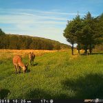 Trail Camera Photos