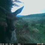 Trail Camera Photos