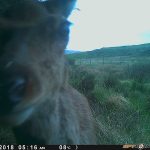 Trail Camera Photos
