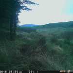 Trail Camera Photos