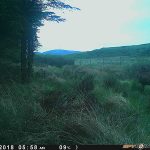 Trail Camera Photos