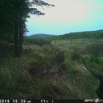 Trail Camera Photos