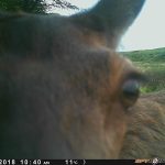 Trail Camera Photos