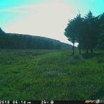 Trail Camera Photos