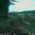 Trail Camera Photos