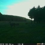 Trail Camera Photos