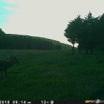 Trail Camera Photos