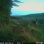 Trail Camera Photos